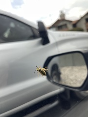 Vespula pensylvanica