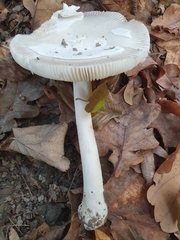 Amanita argentea