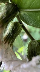 Lepidaploa tarijensis