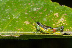 Liebermannacris dorsualis