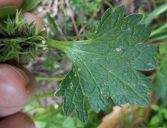 Lamium hybridum
