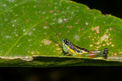 Liebermannacris dorsualis