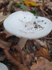 Amanita argentea