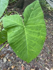 Xanthosoma robustum