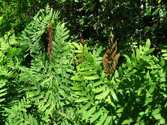 Osmunda regalis