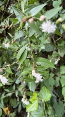 Lepidaploa tarijensis