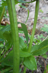 Lamium hybridum