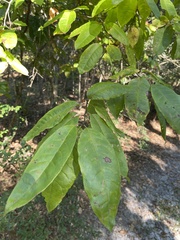 Oxydendrum