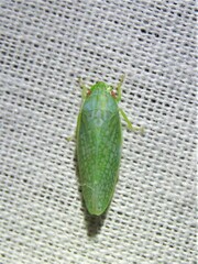 Gyponana