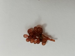 Botryocladia botryoides
