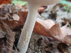 Amanita argentea