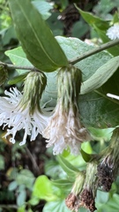 Lepidaploa tarijensis