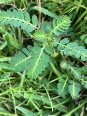 Phyllanthus urinaria