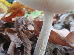 Amanita argentea