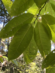 Oxydendrum