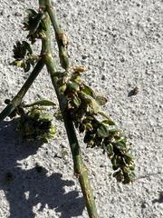 Polygonum aviculare