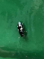 Glischrochilus quadriguttatus