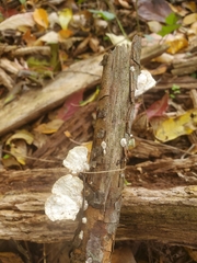 Trametes villosa