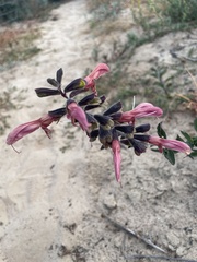 Salvia lanceolata