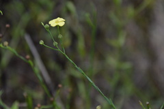 Linum medium
