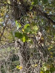 Populus deltoides monilifera
