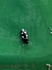 Glischrochilus quadriguttatus