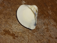 Anomalocardia flexuosa