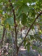 Oxydendrum