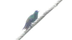 Saucerottia cyanifrons