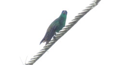 Saucerottia cyanifrons