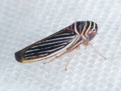 Tylozygus bifidus