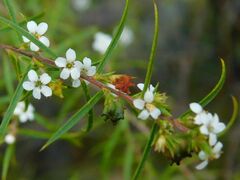 Coleonema calycinum