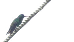 Saucerottia cyanifrons