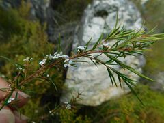 Coleonema calycinum