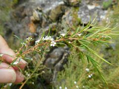 Coleonema calycinum