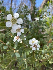 Leptospermum laevigatum