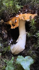 Amanita