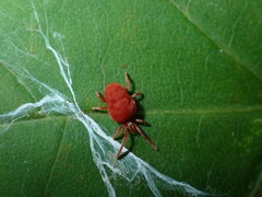 Trombidiidae
