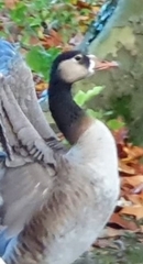Anser anser × Branta canadensis