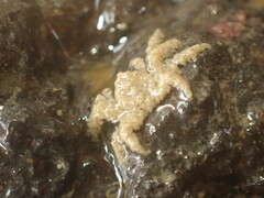 Neohymenicus pubescens