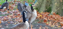Anser anser × Branta canadensis