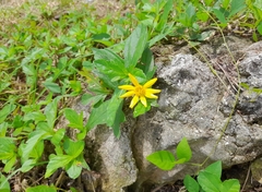Sphagneticola trilobata