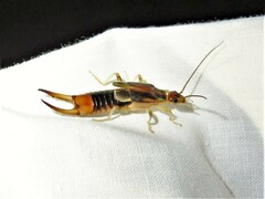Labidura riparia