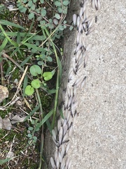 Reticulitermes hesperus