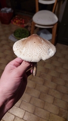 Macrolepiota mastoidea