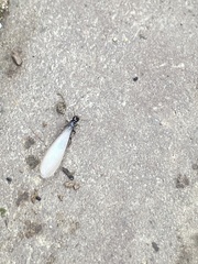 Reticulitermes hesperus