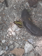Siproeta stelenes