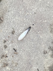 Reticulitermes hesperus