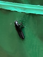 Staphylinini