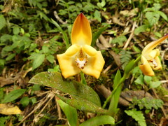 Maxillaria